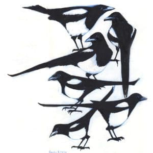 Magpies